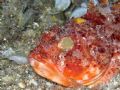 Scorpaena notata